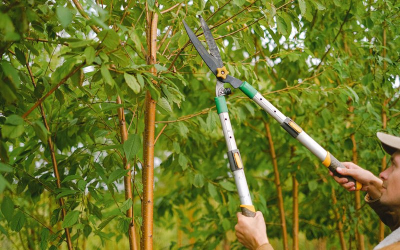 Tree trimming in Dundee, IA