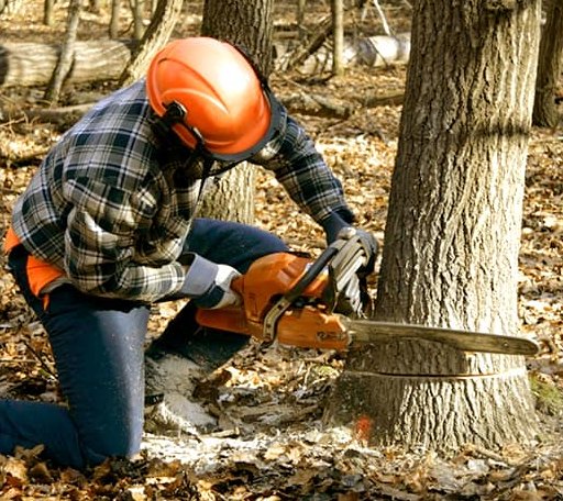 Tree Removal in Dundee, IA